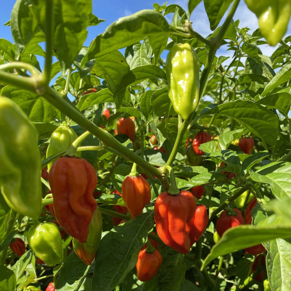 How to Grow Your Own Chillies