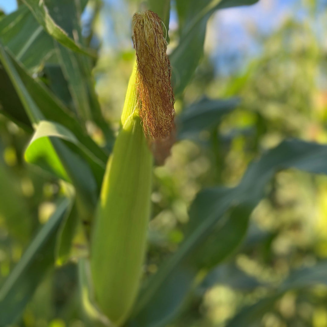 Vegetable Seeds