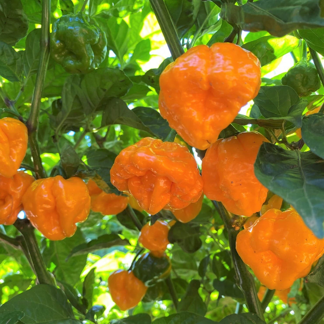 Fresh Chillies