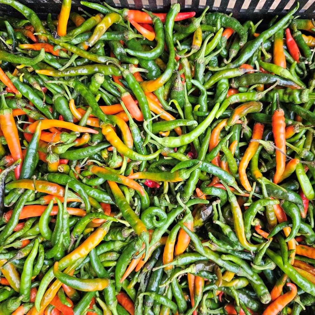 Long Thai Chilli Fresh Chilli Chilli Kings