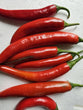 Red Cayenne (Long Red Chilli) - FRESH