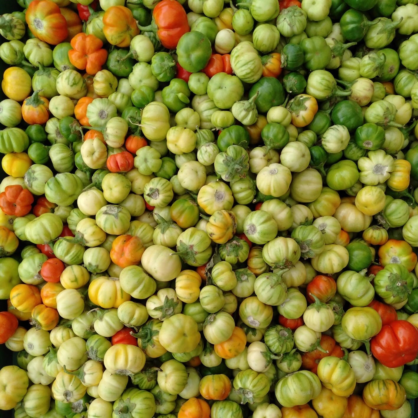 Garden Egg (African Egg Plant) Chilli Kings