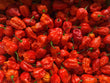 Carolina Reaper Red - Fresh Chilli