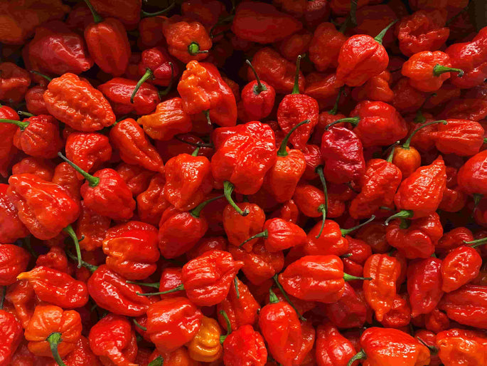 World's Hottest Chillies | Chilli Kings