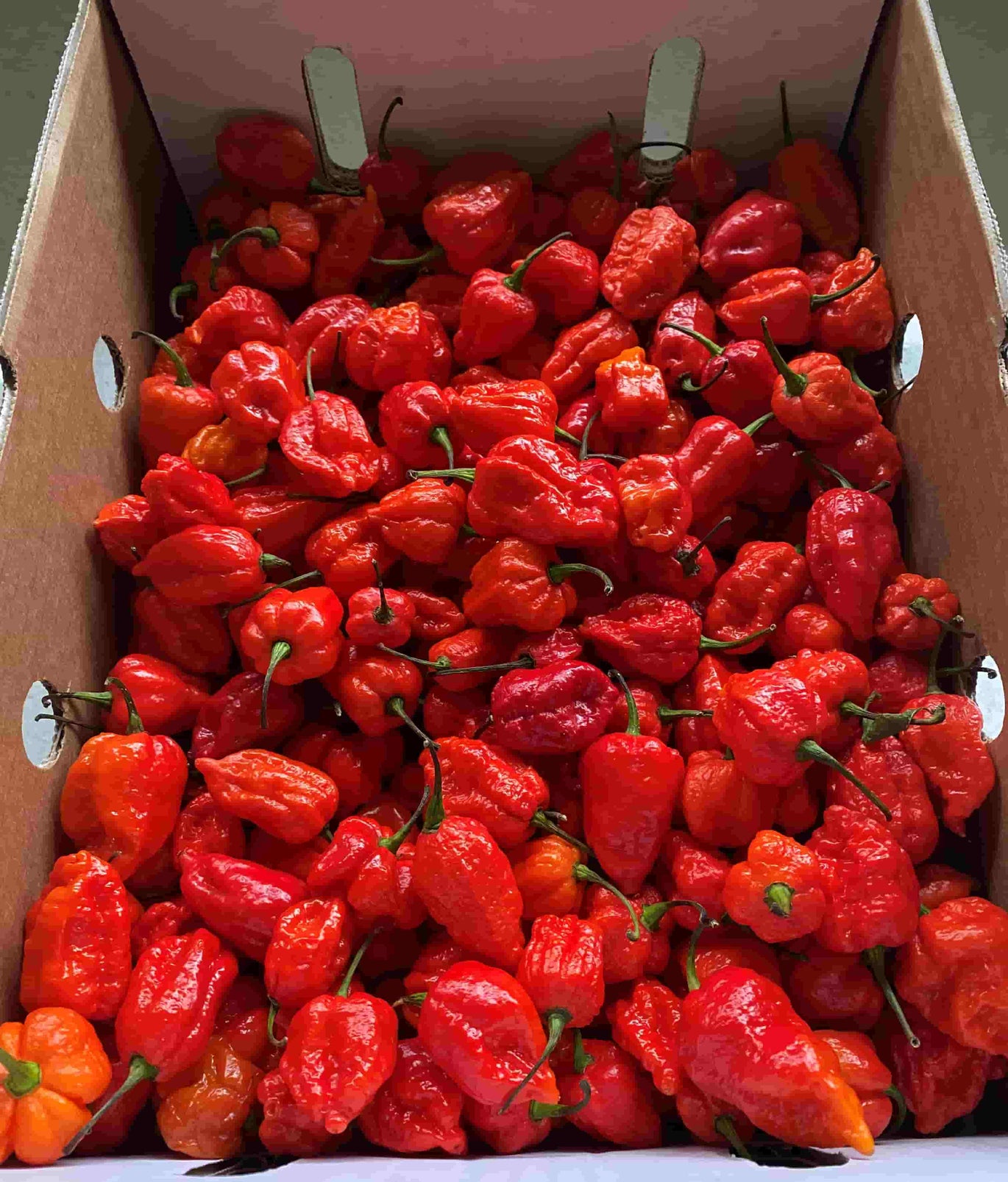 Chilli World World's Hottest Chillies | Chilli Kings