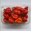 Carolina Reaper $15 Pack - Fresh Chilli