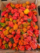 Carolina Reaper - Frozen Chilli