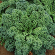Kale (Dwarf Green)- Seeds