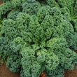 Kale (Siberian Dwarf)- Seeds