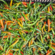 Long Thai Chilli -FRESH