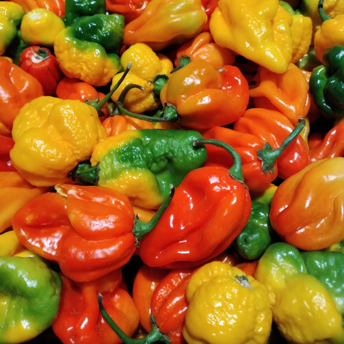 Chilli World World's Hottest Chillies | Chilli Kings