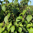 Basil (Fever Leaf) - Frozen Bag 200g