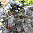 Black Pearl Chilli CK - Seeds
