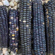 Corn, Maize - Blue Hopi - Seeds