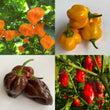 Caribbean Delight Variety Pack CK - Seeds