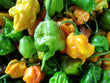 Carolina Reaper Chilli Half Ripe - Frozen