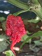 Carolina Reaper Red - Fresh Chilli