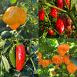 Chilli Kings Favourites Pack CK - Seeds