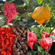 Super Hot Favourites Pack CK- Seeds