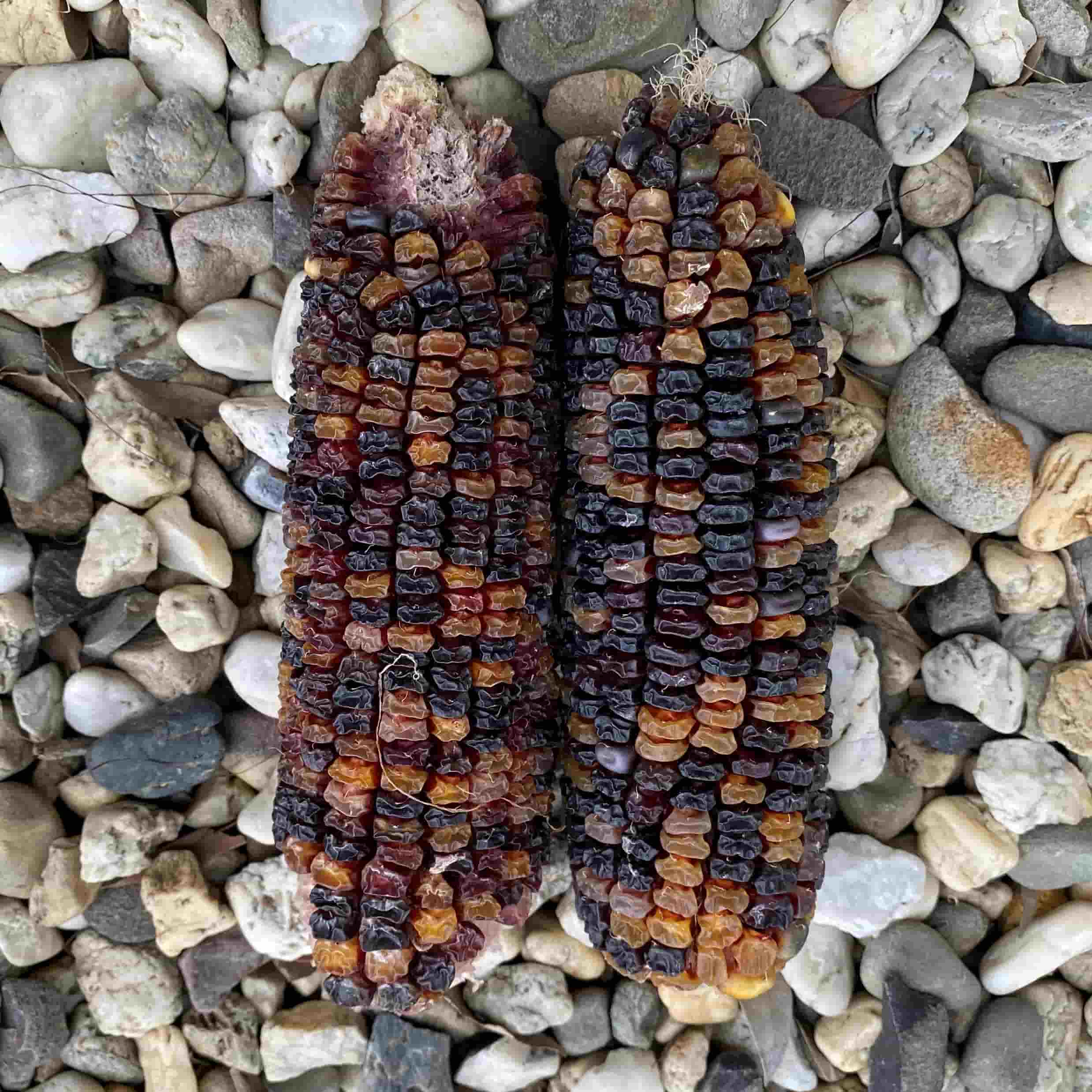 Corn - Multi Coloured Aztek - Seeds – Chilli Kings