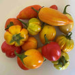 Garden Egg (African Egg Plant)