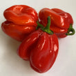 Habanero Red Savina Large CK - Seeds