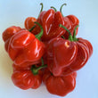 Habanero Red Savina Large - Fresh Chilli
