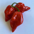Habanero Tasmania (Red) CK - Seeds