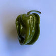 Habanero XL Green - Fresh