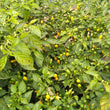 Habanero Yellow Jelly Bean Chilli CK - Seeds