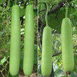 Bottle Gourd Seeds -Long (AKA Luaki, Doodhi, Dudhi, Ghiya, White flower Gourd, Calabash)