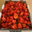 PRE ORDER -Red Habanero Chillies - Pallet