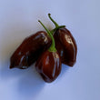 Habanero Chocolate CK - Seeds