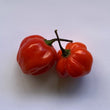 Scotch Bonnet Red CK  - Seeds