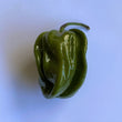 Habanero XL Green CK - Seeds