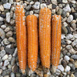 Corn - Popping Corn - Seeds