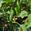 Jalapeno (Green) -FRESH
