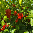 Red Habanero - Seeds