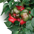 Italian Topepo Rosso Sweet Pepper CK - Seeds