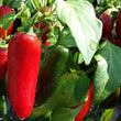 Jalapeno Red -Fresh