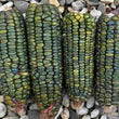 Corn, Maize - Oaxacan Green - Seeds