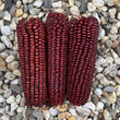 Corn, Maize - Red Aztek - Seeds