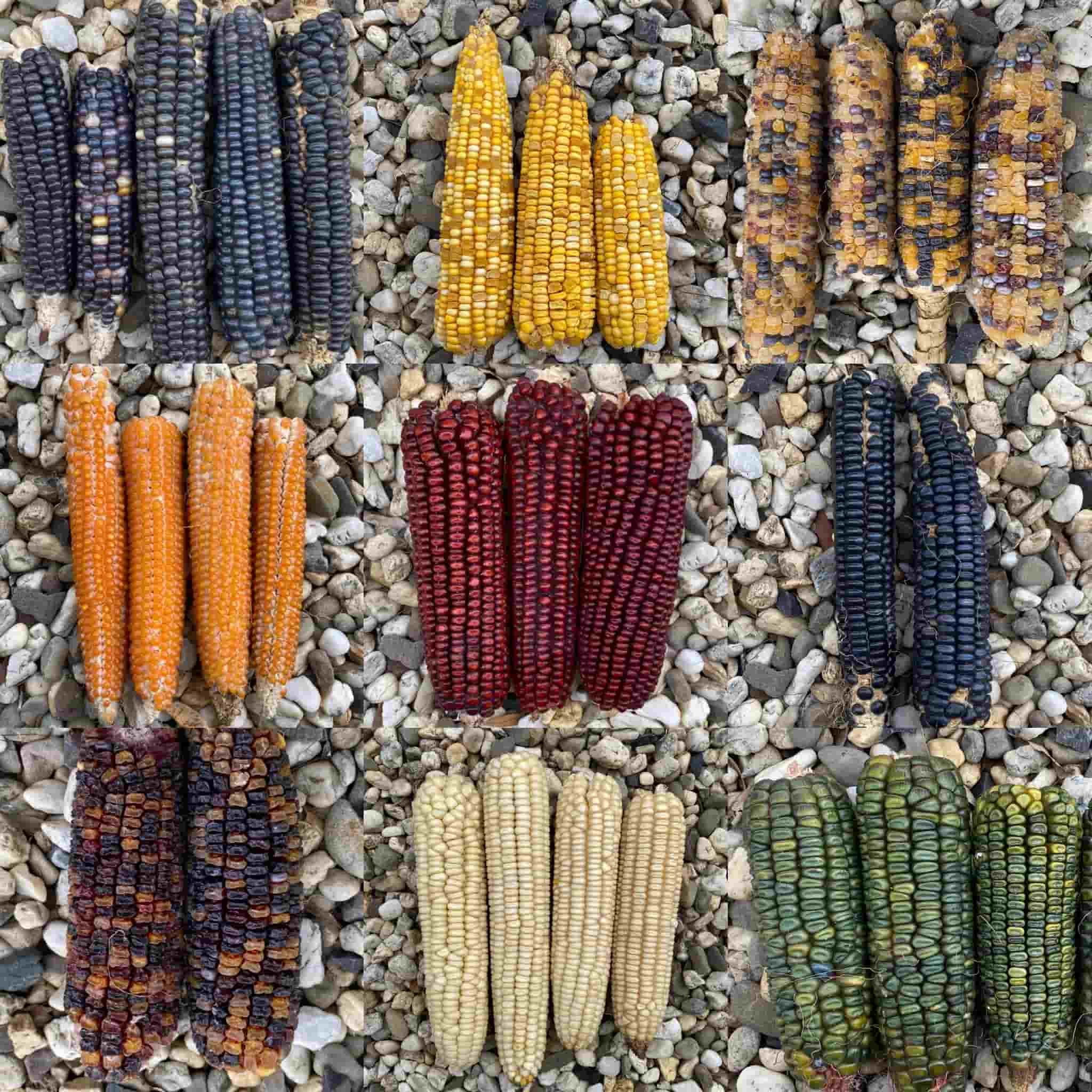 Multicolor Maize Corn, Maize | Multi Pack - 7 Varieties | Seeds – Chilli Kings