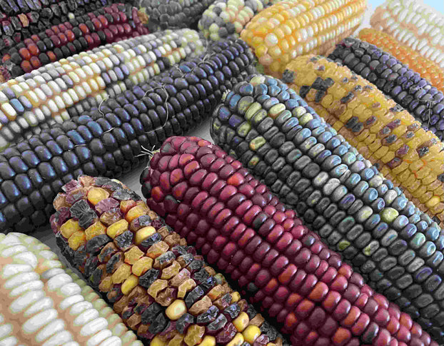 Corn Maize Types Corn, Maize | Multi Pack - 7 Varieties | Seeds – Chilli Kings