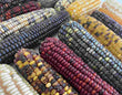 Corn, Maize | Multi Pack PLUS Sticky Corn - 10 Varieties | Seeds