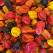 Mixed Chilli - Frozen Pods - 3kg box