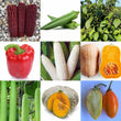 Multi Variety Pack - Vegetable Seeds
