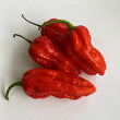 Naga Bhut Jolokia Red (Ghost Chilli) CK - Seeds