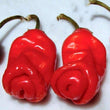 Peter Pepper Penis Red CK - Seeds