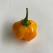 Scotch Bonnet Yellow CK - Seeds
